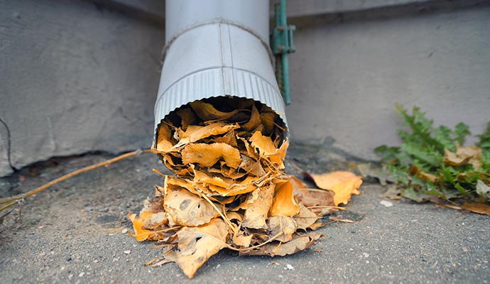 Clogged downspout opening packed with leaves